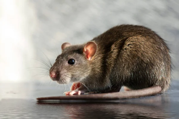 クローズ アップ灰色ネズミ — ストック写真