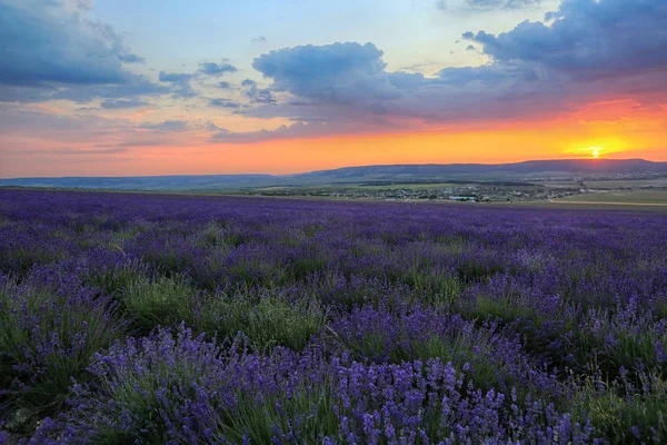 Lavanda Floresce Campo Belo Pôr Sol Crimeia — Fotografia de Stock