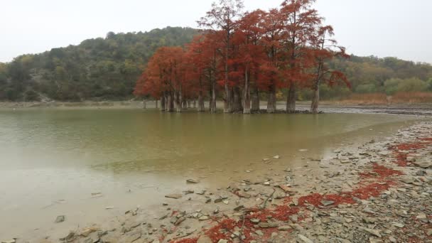 Bataklık Selvi Ağaçları Sonbaharda Gölü Sukko Krasnodar Bölgesi Rusya Üzerinde — Stok video