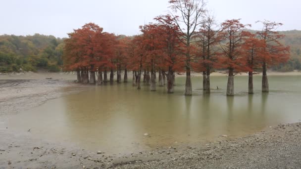 ロシア クラスノダール地域で湖スコーの雨の中で秋に沼のヒノキの木 — ストック動画