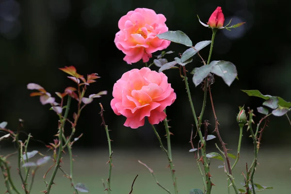 Belle Rose Fioriscono Nel Giardino — Foto Stock
