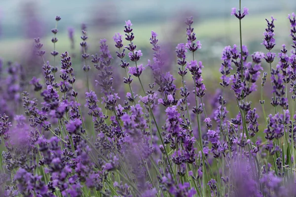 Kwitnący Lawenda Pola Piękne Tło Naturalne — Zdjęcie stockowe