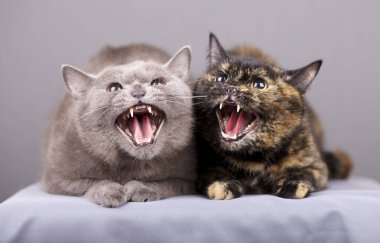 Ne zaman onlar bir öfkeyle tıslamak iki kedi portresi olan agresif bir durumda