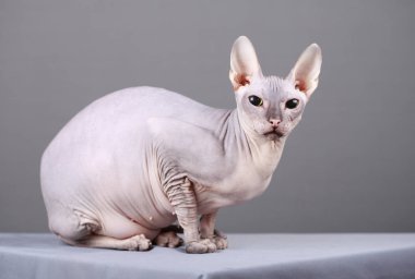 Güzel kedi doğurmak Don Sphynx gri bir arka plan üzerinde