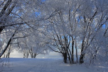 Güzel kış manzara ağaçlar kar ile