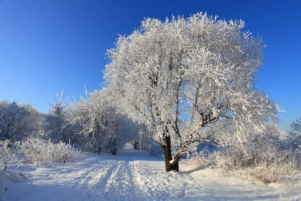 Hermoso Paisaje Invierno Árboles Nieve Día Soleado Helado —  Fotos de Stock