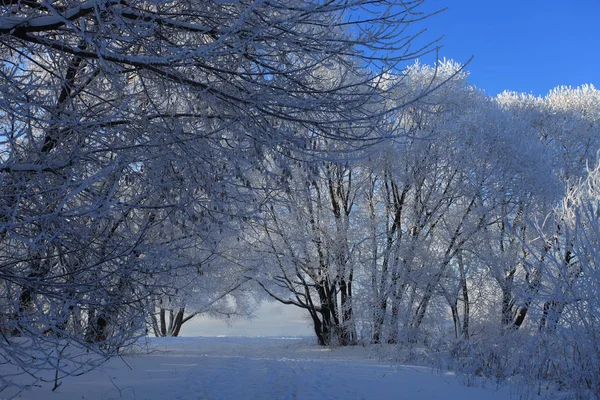 Όμορφο Χειμερινό Τοπίο Δέντρα Στο Χιόνι Και Τον Γαλάζιο Ουρανό — Φωτογραφία Αρχείου
