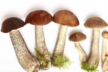 Beyaz zemin üzerine yeşil yosun tarihinde mantarlar