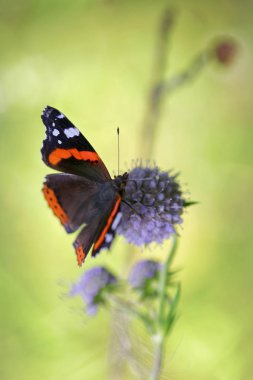 Yaz ormanın içinde bir çiçek kelebek