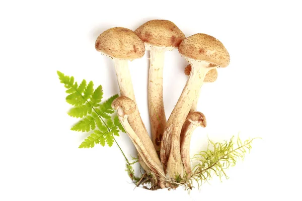 蘑菇和蕨类植物叶子在白色背景 图库图片