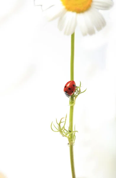 Ladybug Daisy Flower White Background — Stock Photo, Image