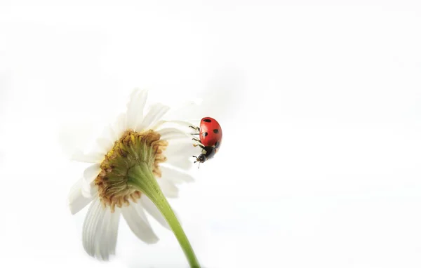 Coccinella Fiore Margherita Sfondo Bianco — Foto Stock