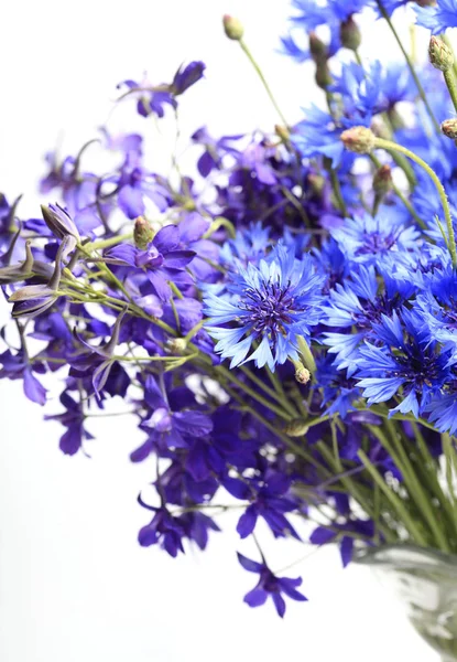 Close Prado Azul Cornflowers Fundo Branco — Fotografia de Stock