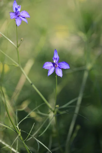 Flor Azul Campo Verão — Fotografia de Stock