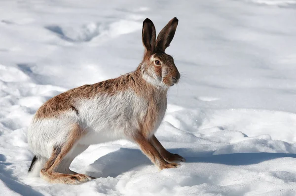 冬の白い雪の上のウサギ — ストック写真