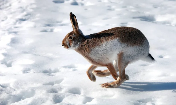 野ウサギは冬に白い雪の上で実行されます — ストック写真