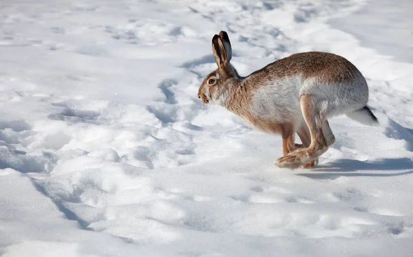 Hare Kışın Beyaz Kar Üzerinde Çalışır — Stok fotoğraf