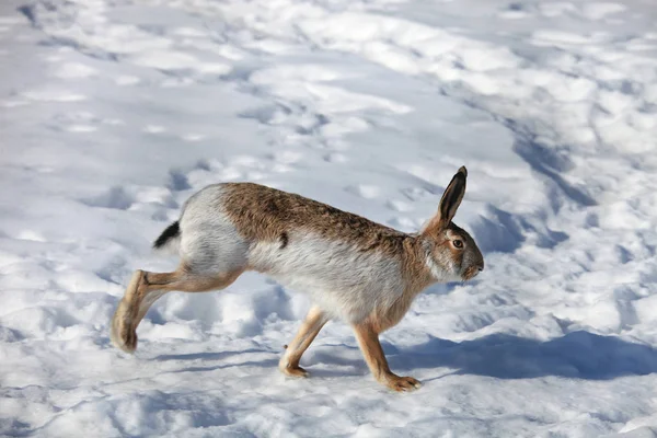 Liebre Sobre Nieve Blanca Invierno —  Fotos de Stock