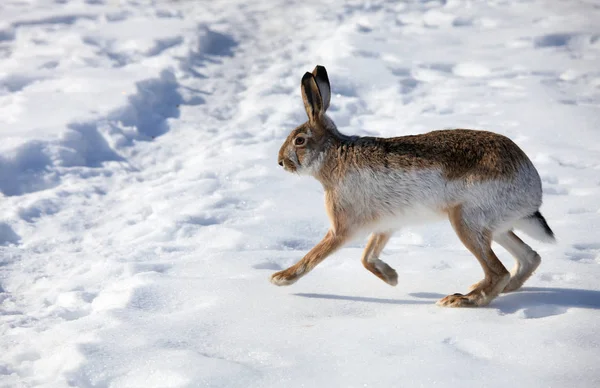 Liebre Corre Sobre Nieve Blanca Invierno —  Fotos de Stock