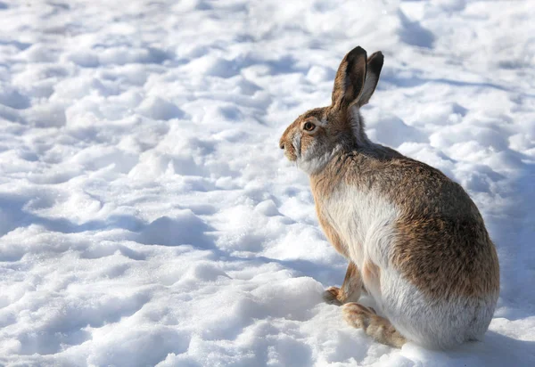 冬に白い雪の上に座っているウサギ — ストック写真