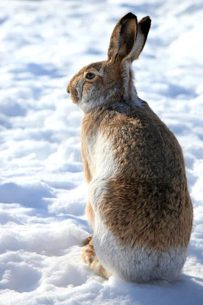 冬に白い雪の上に座っているウサギ — ストック写真