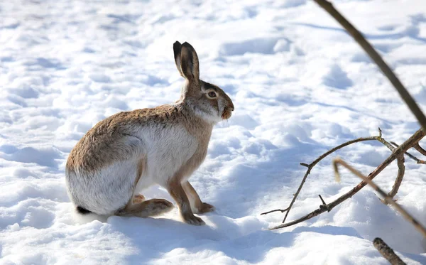 冬に白い雪の上に座っているウサギ — ストック写真