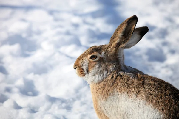 冬の肖像画で白い雪の上に座っているウサギ — ストック写真
