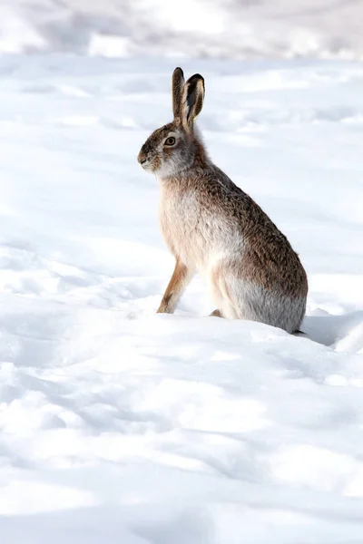 冬に白い雪の上に座っているウサギ — ストック写真