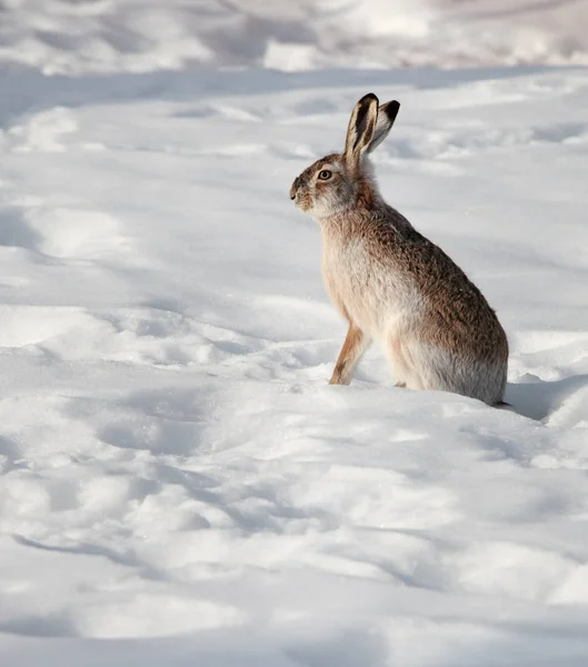 Kış Aylarında Beyaz Karda Oturan Hare — Stok fotoğraf
