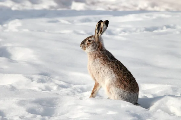 Hare Siedzi Białym Śniegu Zimą — Zdjęcie stockowe
