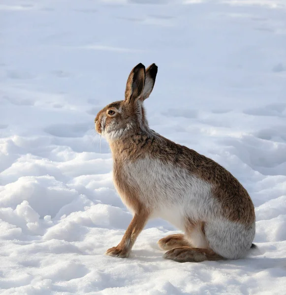 冬に白い雪の上に座っているウサギ — ストック写真