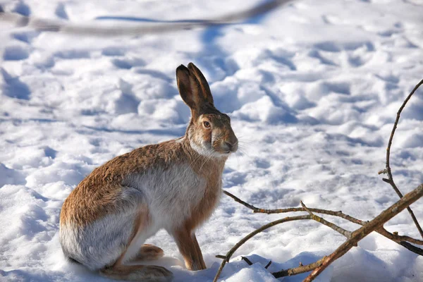ウサギは冬に白い雪の上に座っている — ストック写真