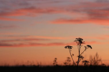 Gündoğumu gökyüzü karşı bir alanda bitkilerin silüeti