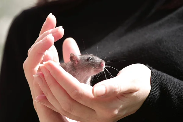 暗い背景に女性の手にかわいい小さなネズミ — ストック写真
