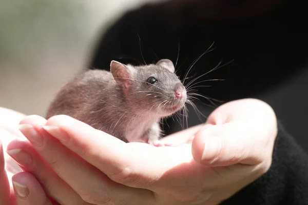 女の手にかわいいネズミ — ストック写真