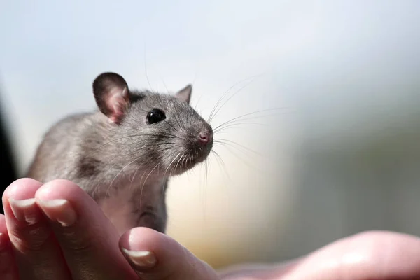 Aranyos Kis Patkány Bajusz Keze Közelről Jogdíjmentes Stock Fotók