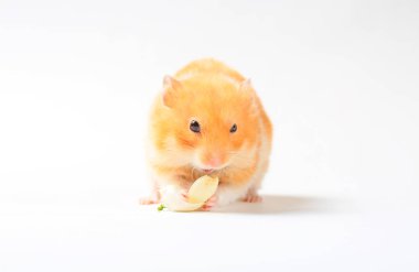 Beyaz bir arka plan üzerinde izole hamster