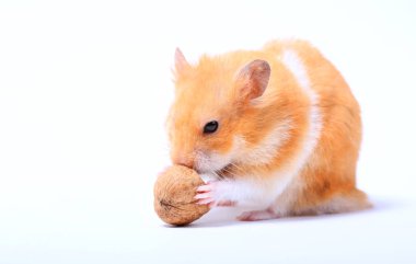 beyaz bir arka planda bir ceviz ile hamster