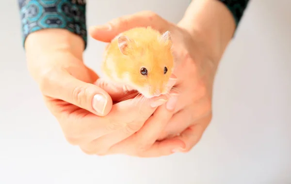 Söt Hamster Händerna Kvinna — Stockfoto