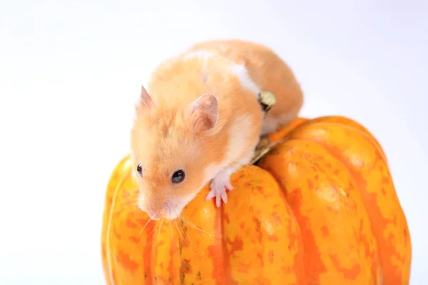 Hamster Pumpa Vit Bakgrund — Stockfoto