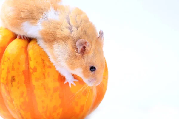 Hamster Sur Une Citrouille Sur Fond Blanc — Photo