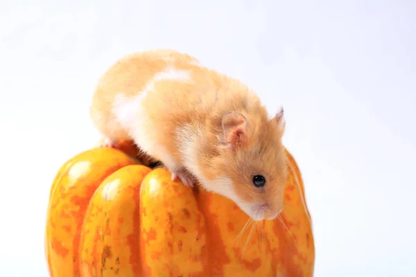 Hamster Sur Une Citrouille Sur Fond Blanc — Photo