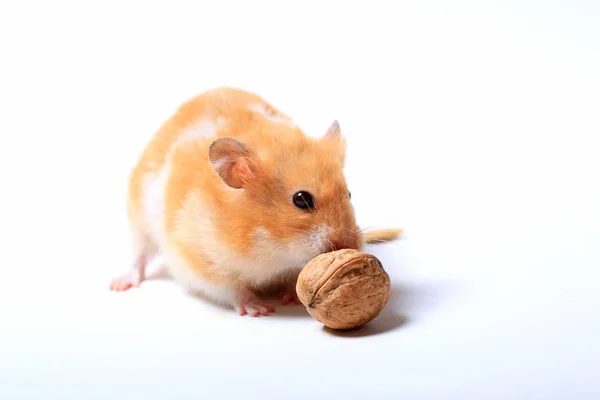 Hamster Noix Sur Fond Blanc — Photo