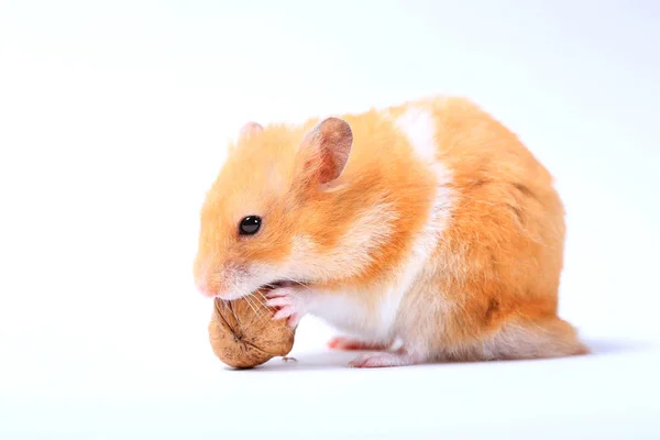 Hamster Med Valnöt Vit Bakgrund — Stockfoto