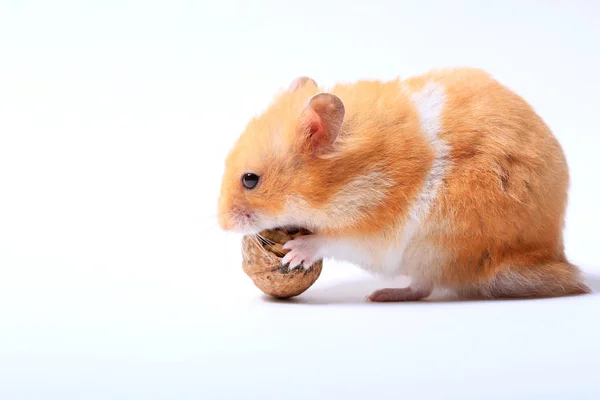 Hamster Met Een Walnoot Een Witte Achtergrond — Stockfoto