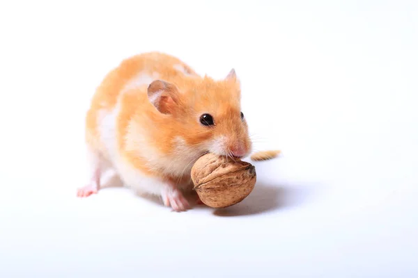 Hamster Och Valnöt Vit Bakgrund — Stockfoto