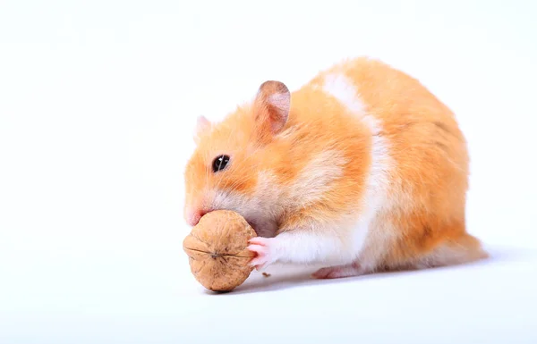 Hamster Avec Une Noix Sur Fond Blanc — Photo