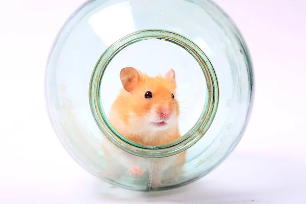 Hamster Dans Bocal Verre Sur Fond Blanc — Photo