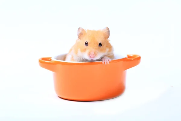 Hamster Dans Une Casserole Orange Sur Fond Blanc — Photo