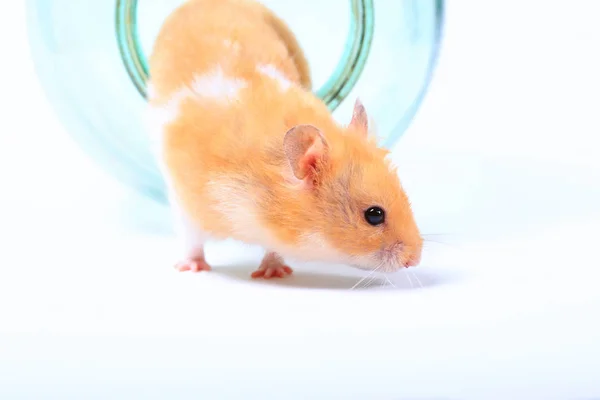 Hamster Och Glasburk Vit Bakgrund — Stockfoto